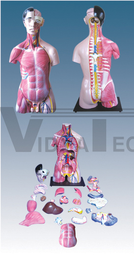 The model of dual-sex torso attach with muscles